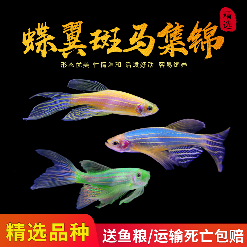 蝶翼斑马鱼高帆长鳍长尾 稀有观赏小型热带鱼 活体灯科鱼群游鱼