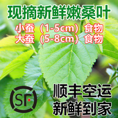 顺丰空运现摘新鲜桑叶大小蚕宝宝食物天然口粮农家自种无污染 包邮