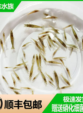 【顺丰包邮】大号黑壳虾除藻虾观赏虾清洁虾活体饲料工具虾草缸