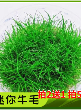 迷你牛毛水草活体鱼缸造景爬地矮珍珠牛毛毡天湖葵水草套餐前景草