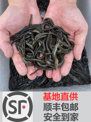 台湾泥鳅钓鱼苗本地青鳅金鳅鲜活筏钓鱼养殖淡水乌龟龙鱼宠物饲料