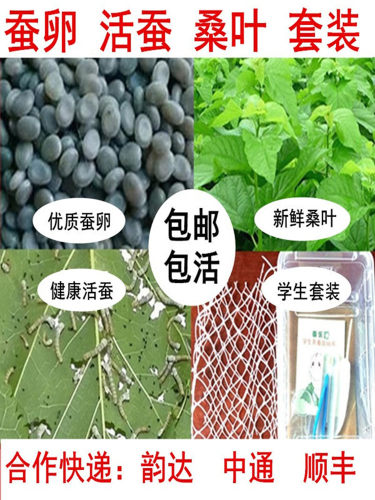 蚕宝宝活体小学生养蚕套装儿童春蚕小蚕12龄幼虫蚕卵20粒新鲜桑叶
