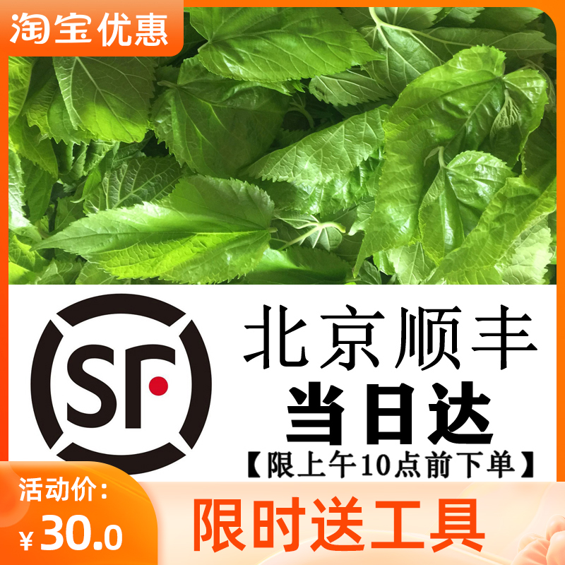 新鲜桑叶蚕宝宝饲料小蚕鲜嫩现摘桑树叶蚕叶养蚕专用顺丰/京东