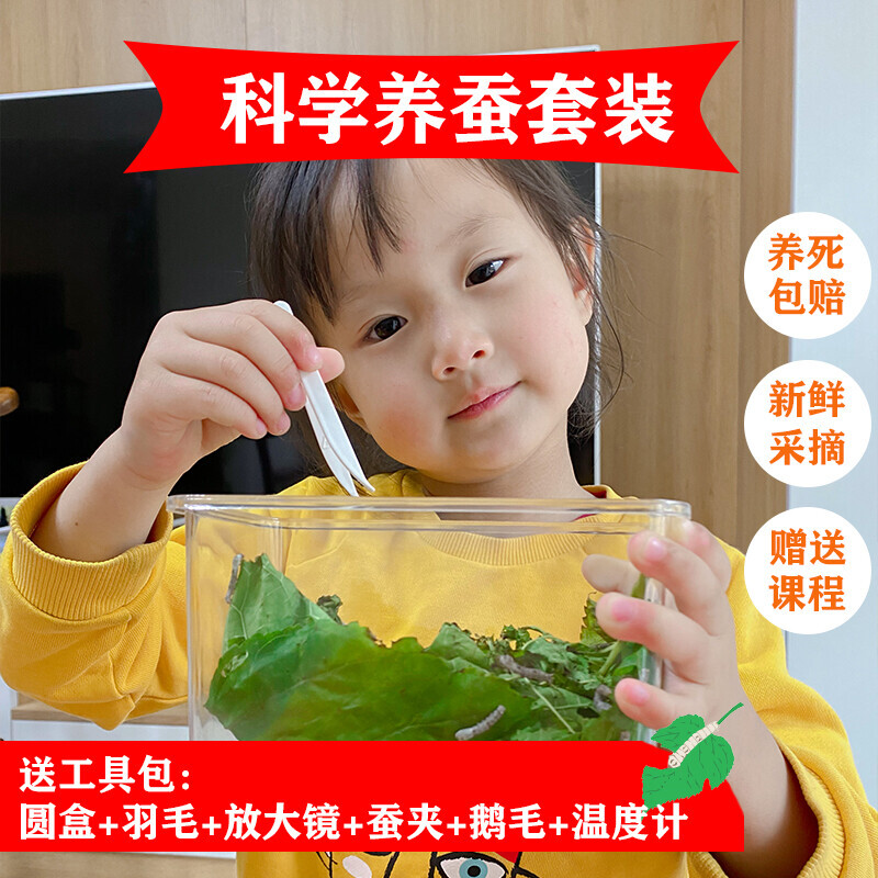 蚕宝宝蚕卵学生养蚕套餐新鲜桑叶活物太空舱春蚕桑叶新鲜桑叶宠物