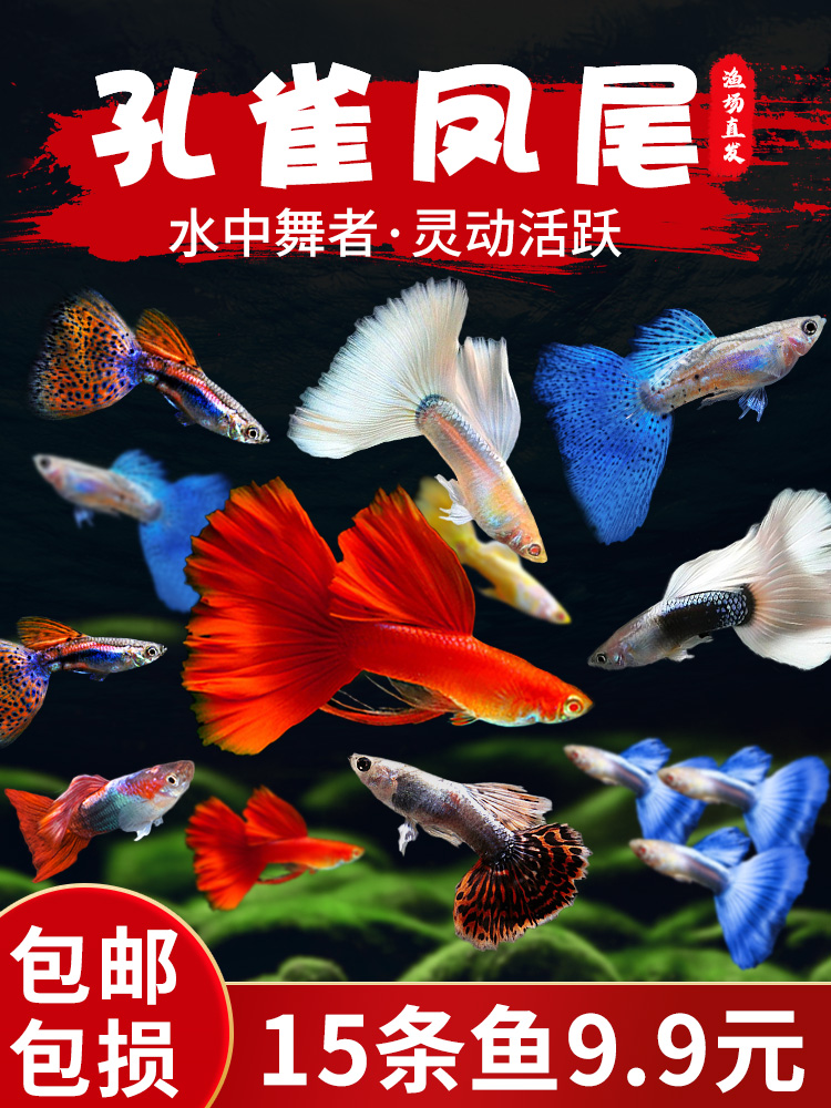 孔雀鱼活体凤尾鱼淡水群游宠物金鱼纯种小型胎生鱼鱼苗热带观赏鱼