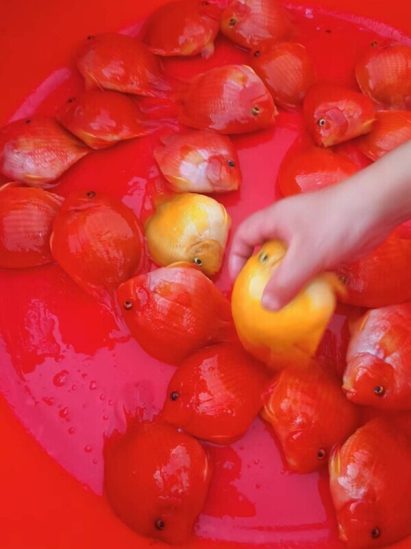 血红鹦鹉鱼活体发财鱼红财神黄金龙鱼银龙鱼热带宠物风水观赏鱼