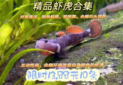 原生鱼广西黄唇溪吻白面虾虎鱼高帆褐吻李氏淡水耐活新红吻观赏鱼