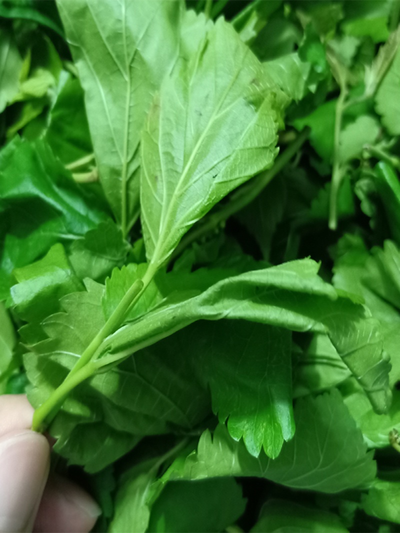 现摘新鲜桑叶蚕宝宝食物蚕卵活蚕大小蚕嫩桑叶桑叶新鲜安全无污染