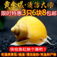 黄金螺观赏螺斑马螺活体螺吃鱼龟粪苹果螺清苔鱼缸清洁除藻工具螺