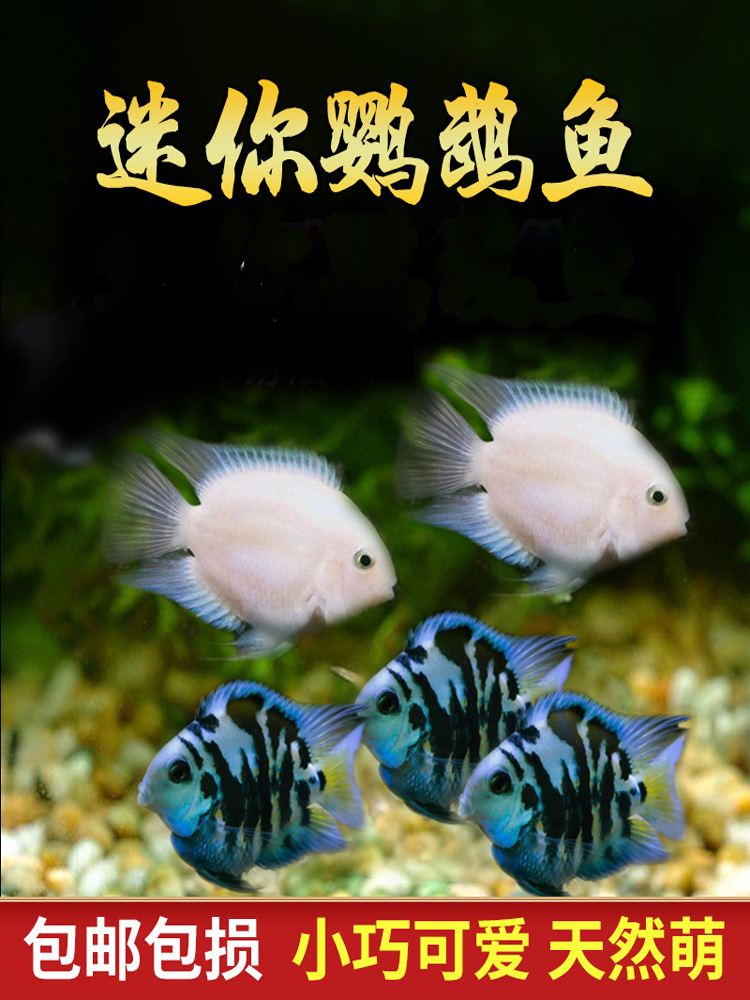迷你鹦鹉鱼活体小型热带淡水观赏鱼风水招财好养蓝白金发财鱼繁殖