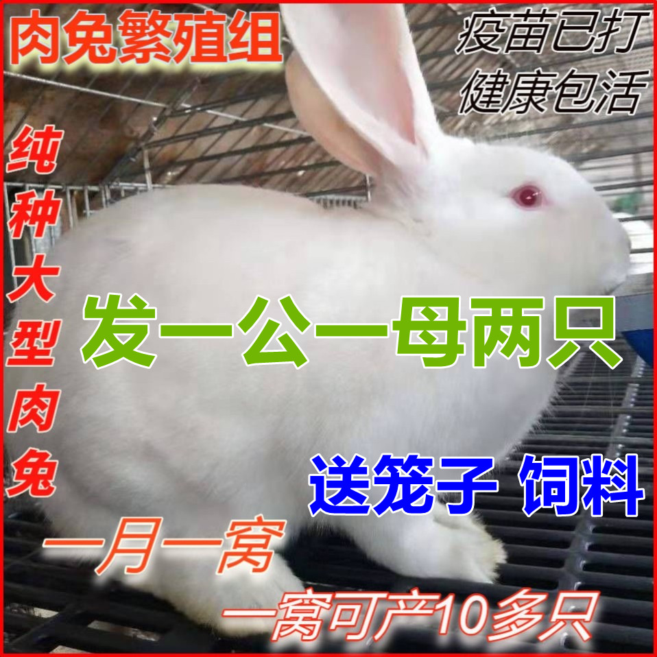 活兔子公母一对家养肉兔子苗活体幼小白兔苗可繁殖肉兔子活物包活