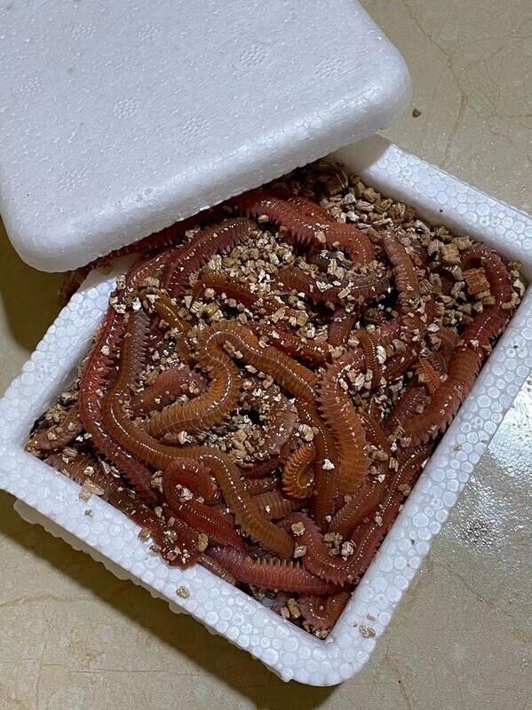 活沙蚕海蚯蚓青红虫海蜈蚣海蚂蟥海钓活饵鲤鱼食鲈鱼饵腥路亚饵