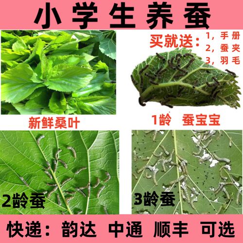 蚕宝宝活的儿童小学生养蚕套装活体蚕卵20粒小蚕白丝茧新鲜桑叶嫩