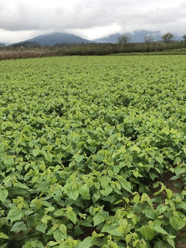 新鲜桑叶蚕宝宝食物小蚕食用桑叶喂蚕自种桑树叶现摘现发桑叶新鲜