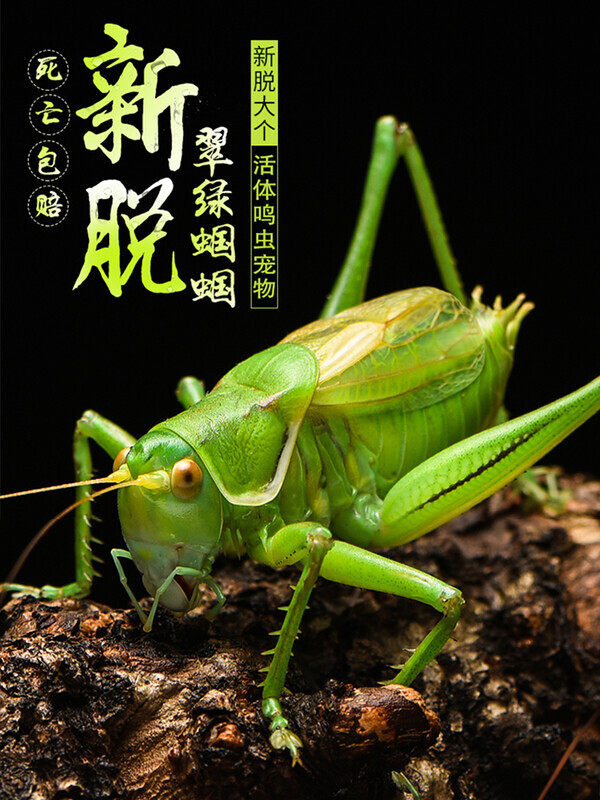 过冬蝈蝈活虫专用笼子竹编精品叫罐鸣虫饲料郝建伟铁皮叫蝈蝈食物,宠物/宠物食品及用品,特色爬宠/鸣虫,淘宝优惠券,粉丝福利购,淘宝优惠卷