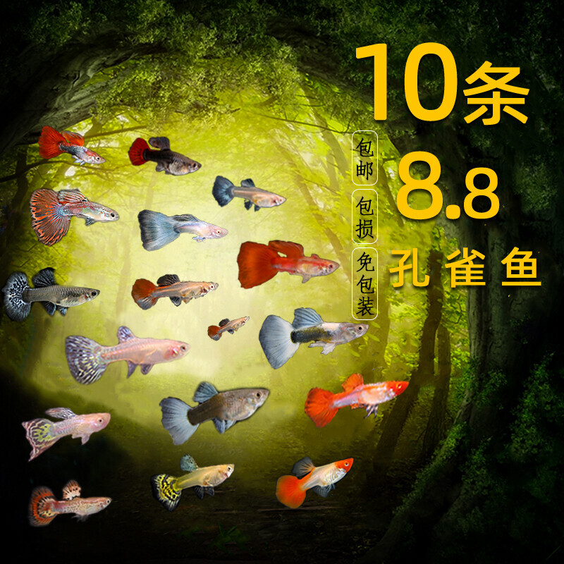 孔雀鱼纯种小型热带淡水观赏鱼斑马鱼活体孕母繁殖好养凤尾胎生鱼