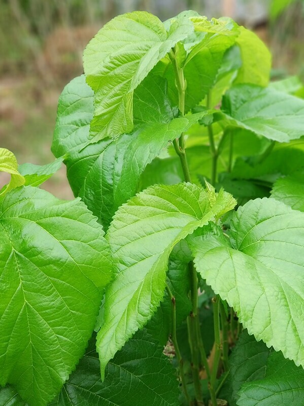 桑叶新鲜养蚕宝宝送蚕卵学生套装蚕叶大小蚕鲜嫩现摘当天发货顺丰
