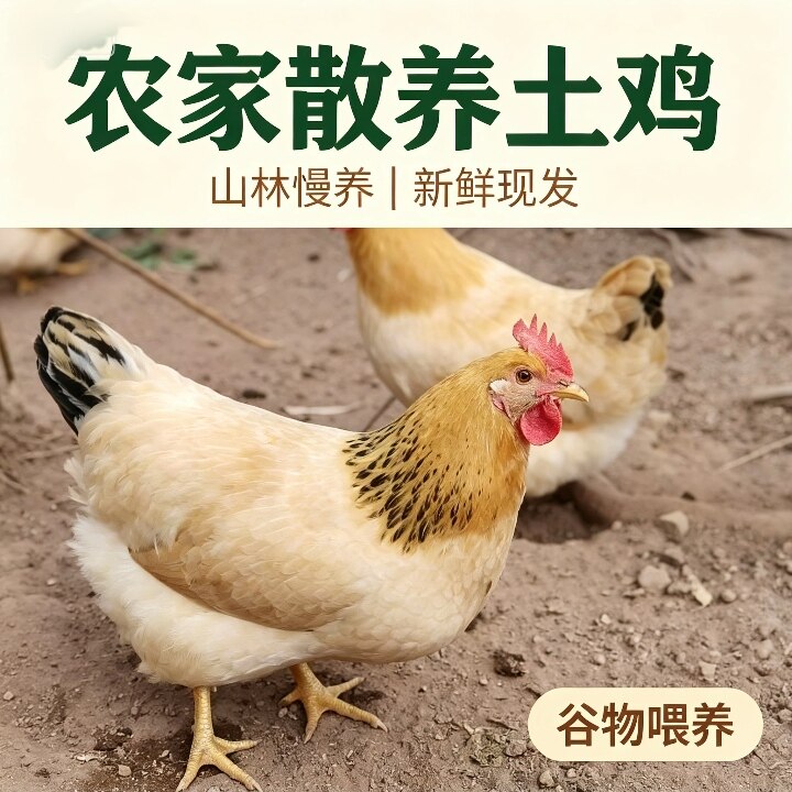 广东封开本地鸡农家散养土鸡细脚月子煲汤老母鸡新鲜现杀顺丰冷链