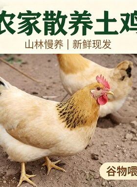 广东封开本地鸡农家散养土鸡细脚月子煲汤老母鸡新鲜现杀顺丰冷链