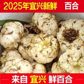 2025年宜兴百合新鲜山百合全国大部省份 包邮 食用微苦糯无硫新鲜