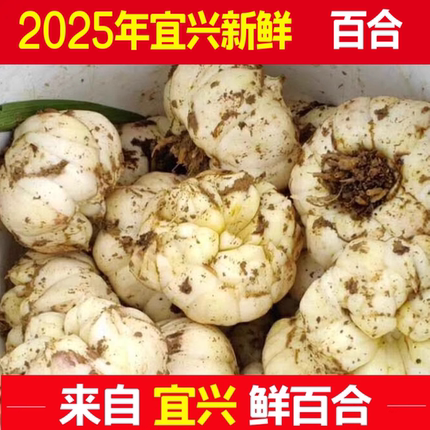 2025年宜兴百合新鲜山百合全国大部省份包邮食用微苦糯无硫新鲜