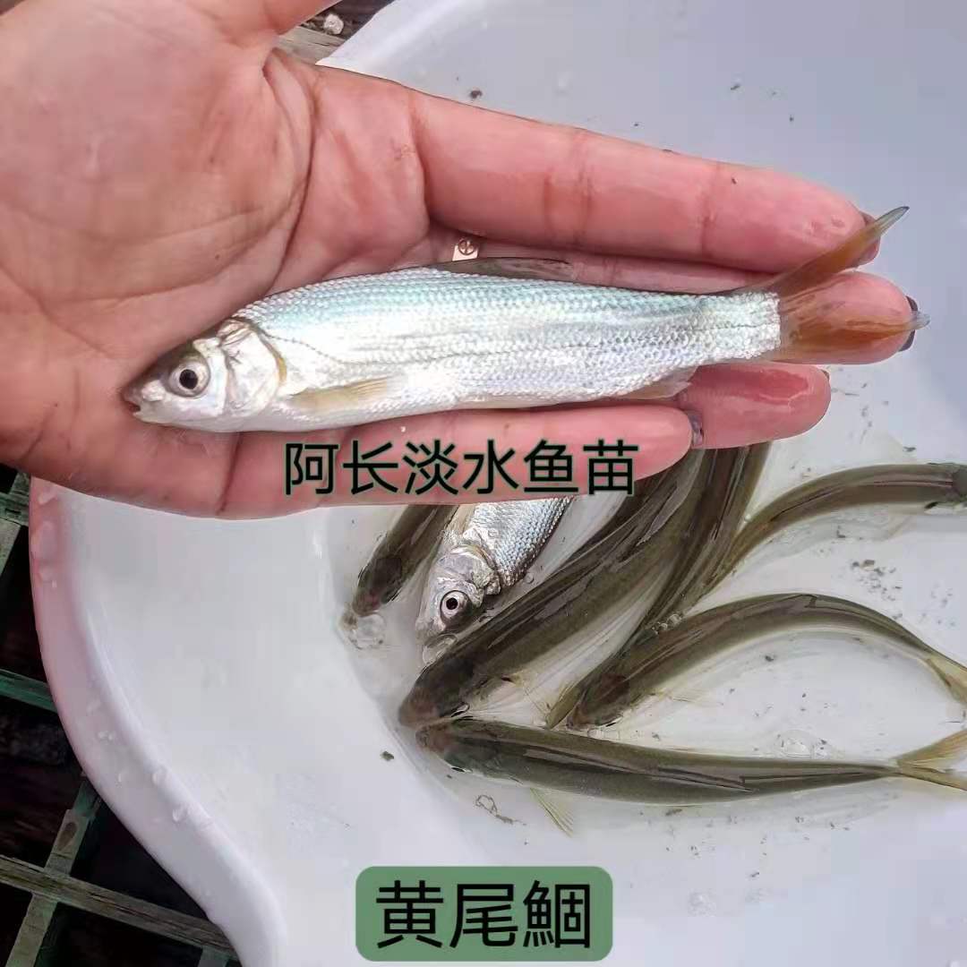 黄尾密鲴 黄姑子 锢鱼 黄尾巴 红尾鱼苗 红梢苗青梢