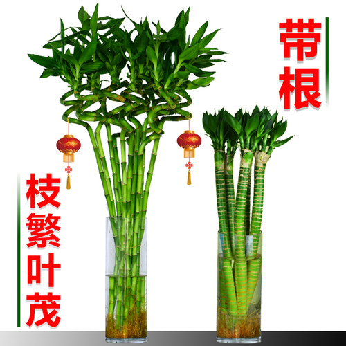 转运竹弯竹单支水培客厅办公室