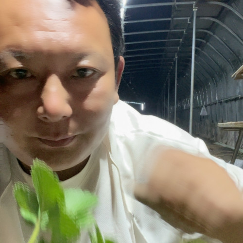 假植草莓苗16.8元20颗