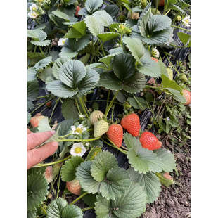 一物一拍 所见即所得 万和生态农业优质草莓苗