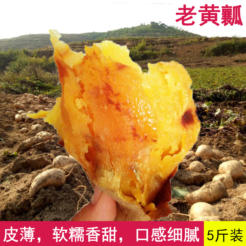 秦皇岛卢龙北京红糖心红薯新鲜黄心地瓜沙地黄壤553农家番薯5斤装