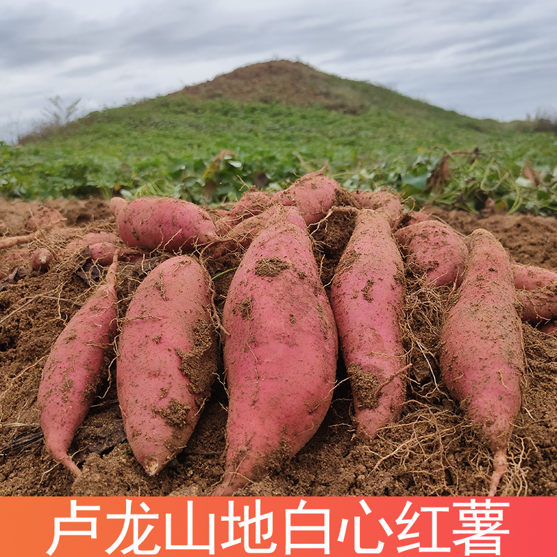 秦皇岛卢龙山地白心红薯地瓜新鲜沙地农家自种番薯正宗白瓤板栗薯