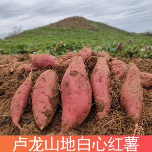 秦皇岛卢龙山地白心红薯地瓜新鲜沙地农家自种番薯正宗白瓤板栗薯