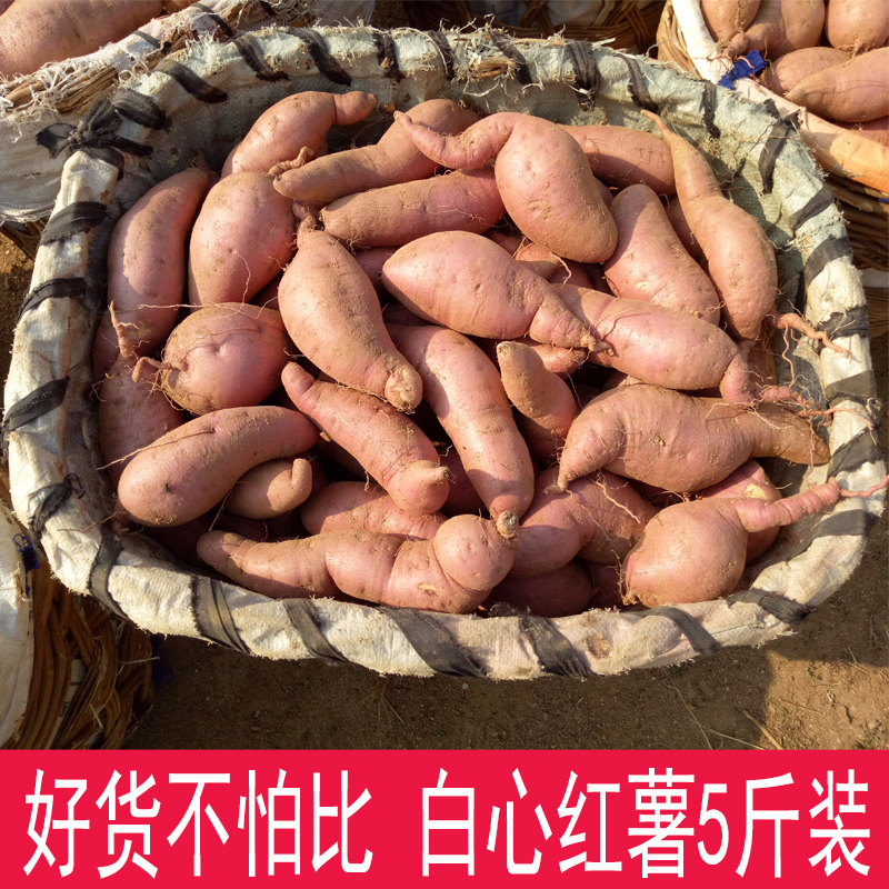 新鲜农家红薯白心农家自种超甜卢龙现挖烤制焦脆绵甜可口白心红薯