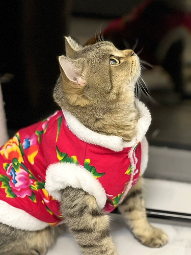 Кошка теплое хлопковое пальто на северо -восток Большой цветок сумки годовой платье