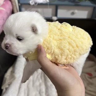 新生犬衣服满月小狗BB服幼犬幼猫奶狗奶猫超小型棉背心宠物秋冬款