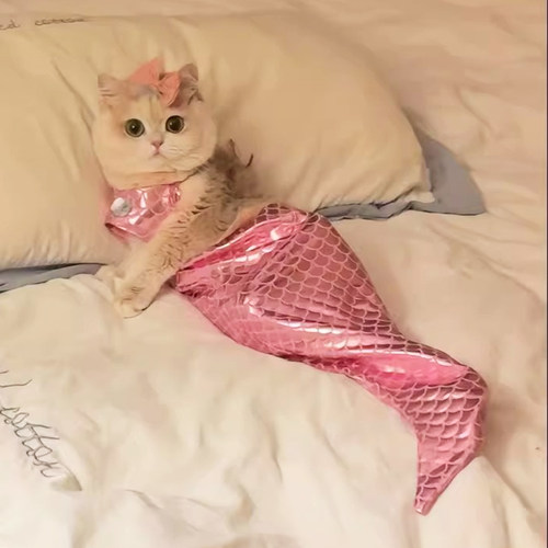 猫咪衣服美人鱼装饰鱼尾搞怪拍照道具连体宠物服装抖音同款造型