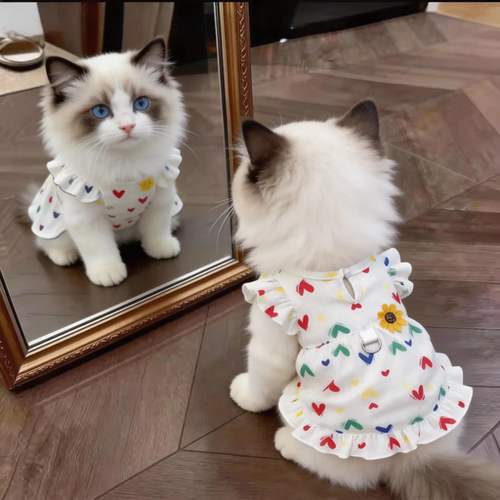 猫咪衣服夏季薄款透气金渐层布偶幼猫防掉毛宠物狗狗可牵引飞袖裙