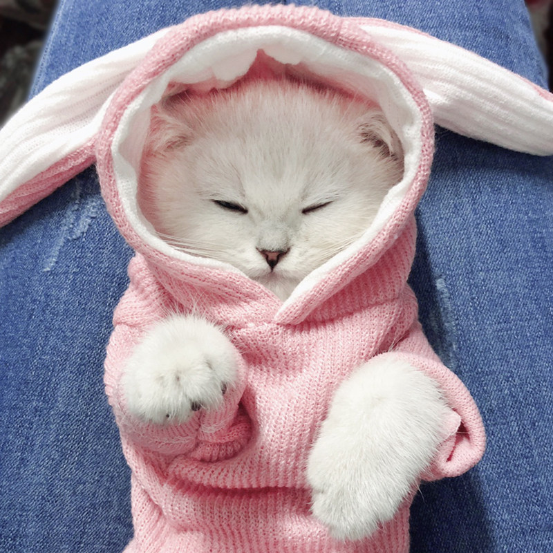 猫咪衣服可爱小奶猫搞笑冬季兔子变身装宠物卫衣秋冬装狗狗衣服|ruв категории животное/Животное питание и принадлежностей, одежды и аксессуаров для домашних животных, домашний костюм/плащ - от Buy2taobao.com для оказания профессиональной услуги покупки агента Taobao