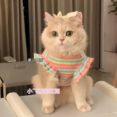 猫咪衣服春夏季无袖薄款布偶英短银渐层防掉毛宠物小狗狗彩虹裙