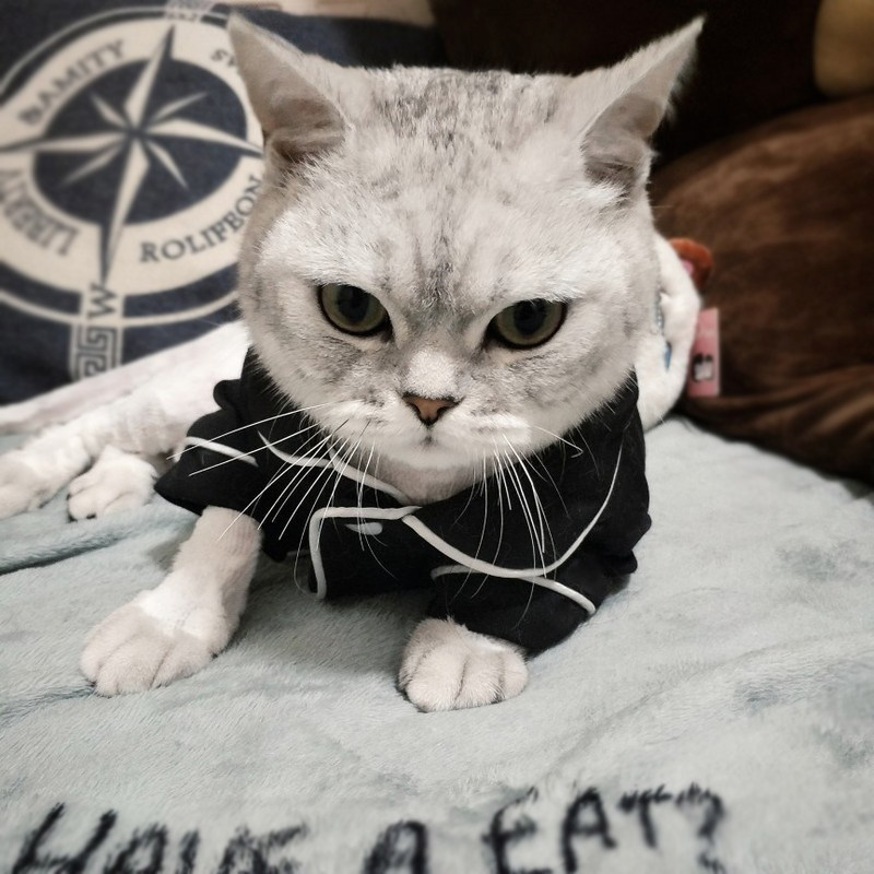 猫咪衣服春秋英短蓝猫无毛猫小奶猫可爱睡衣幼猫夏季薄款宠物衣服