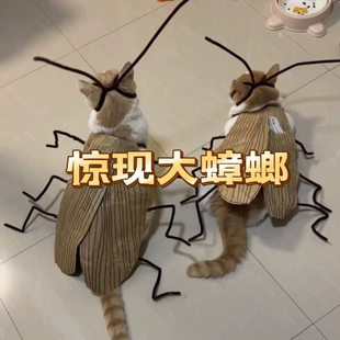 猫咪网红萌宠衣手工diy纯情蟑螂蟑螂服火辣辣条纹猫咪衣服材料包