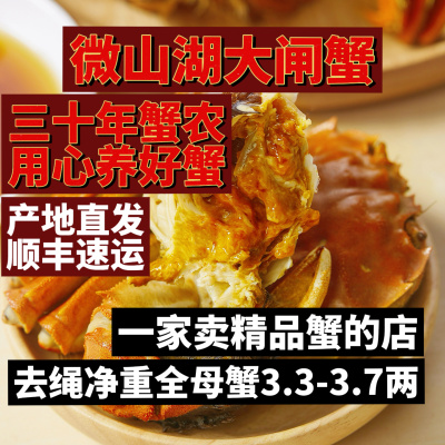 山东微山湖原生态特大肥母大闸蟹