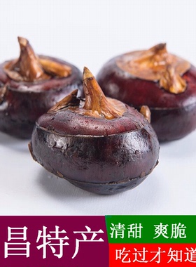 乐昌北乡马蹄荸荠地栗乌芋 绿色新鲜水果蔬菜 韶关土特产10斤中号