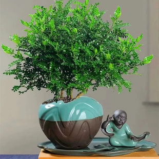 清香木大苗盆栽 胡椒木 多年生阳台庭院室内耐阴植物多年生带原土