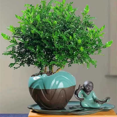 清香木大苗盆栽阳台庭院