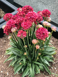 海石竹盆栽阳台庭院花卉带花苞发花期长好养草本植物花镜搭配矮生