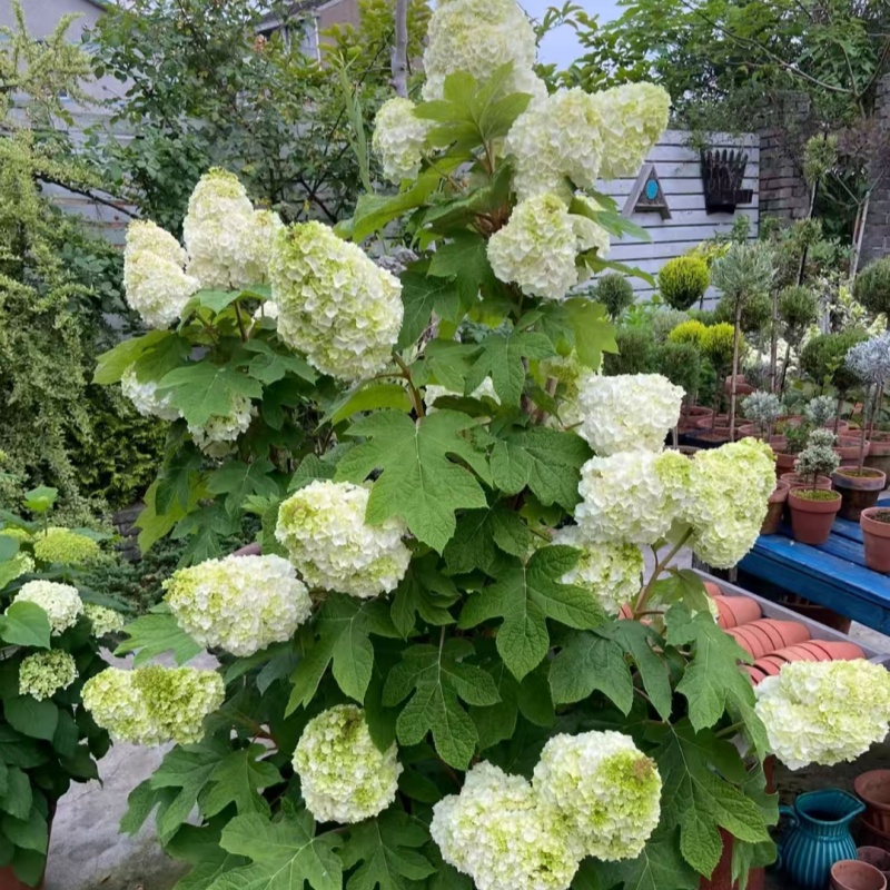 栎叶绣球花盆栽花卉多年生耐寒