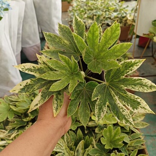 花叶八角金盘盆栽锦叶蜘蛛网阳台庭院耐阴观叶植物好养易活绿植