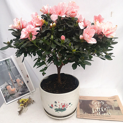 比利时木本植物阳台庭院盆栽