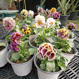 重瓣皱边德古拉品种角堇盆栽阳台庭院花镜耐寒易种花卉小兔子角堇